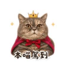 妮貓