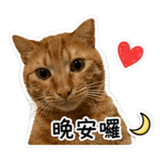 橘貓有事嗎？