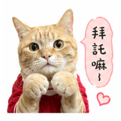 今天也很有戲的橘貓KO桑