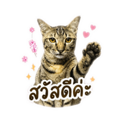 Nutcha_20260429072010