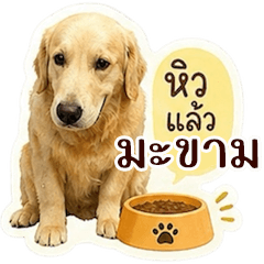 Pet Ideas: Little Makham