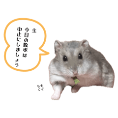 kaochan_20260429110020