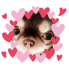 mochi_20260429110932