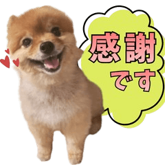 Everyday Panna the Pomeranian 2
