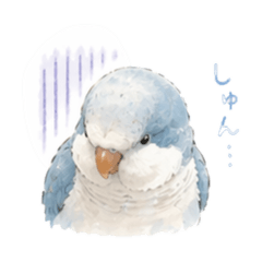 Blue Quaker Parrot Daily Stickers1