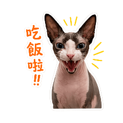 兩條與花枝