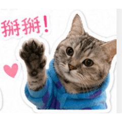 可愛小鼻嘎