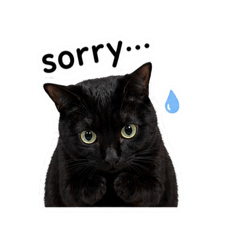 黑貓哈嚕的日常