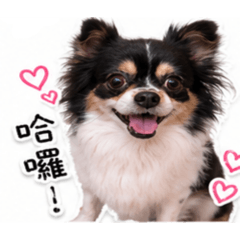 我家吉娃娃の日常