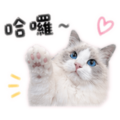可愛布偶貓-多多