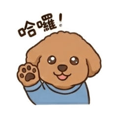 貴賓狗貝兒：Q萌日常的一天