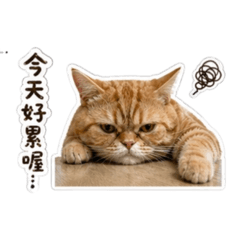 橘橘的生活語錄