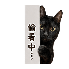 黑貓炭吉實用表情包