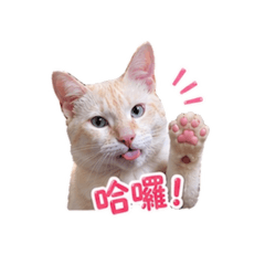 白糖粿喵咪