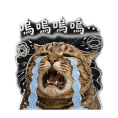 巧虎家族-巧虎篇