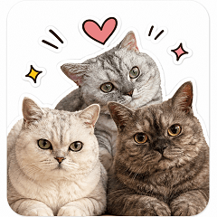 Mickey Su Selkirk Rex