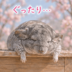 Days with Chinchilla