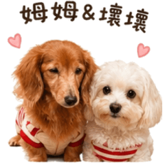 壞壞＆姆姆的汪汪小宇宙