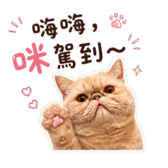 本咪日常