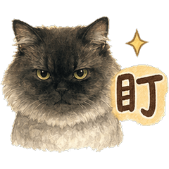 小毛球の日常