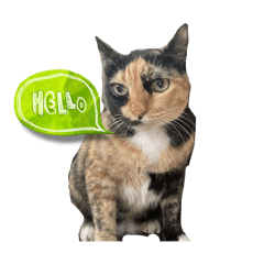 Sassy Tortie MaRuay