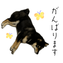 Sakuramaru_20260429102236