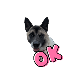 Momo the American Akita 1