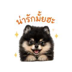 Aomsin Dog_20260429021036