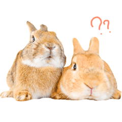 Rabbits&dog