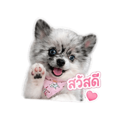Aomsin Dog_20260429014015