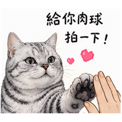 美短貓-主僕日常
