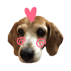 厭世系米格魯ya