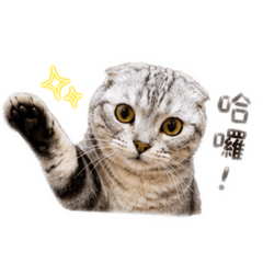 虎虎與豬豬的小日子