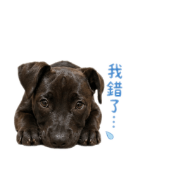 薯餅的日常用語