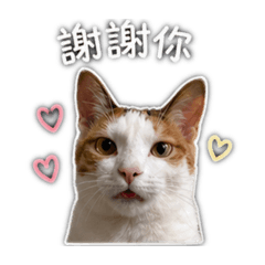 巧虎家族-小花篇