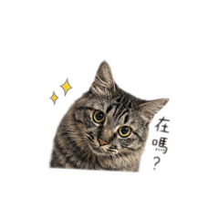 波 丁 小皮蛋表情包