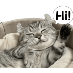 宇宙第一可愛的koko