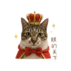 貓咪點