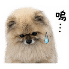 博美嘟嘟的可愛日常1