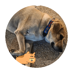 Meetang_CKC Dog