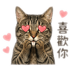 豆豆皮皮喵