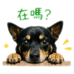 妞妞汪汪叫