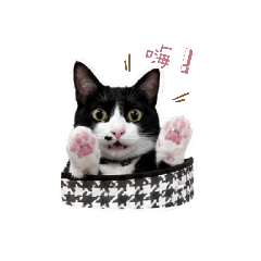 小黑黑日常哇