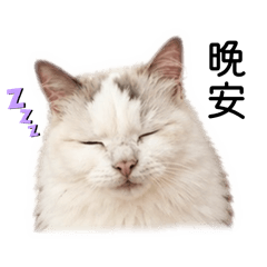 邪惡天使貓的貼圖