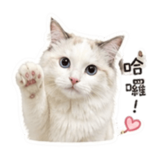 球球咪咪咪咪咪