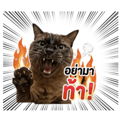 Patmemaew_20260427220916