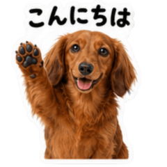 Dachshund Long Red
