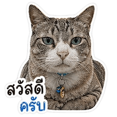 Sombat the Office Cat