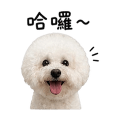 比熊犬球球Chiu