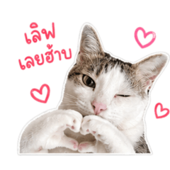 Meow chokdee eiei